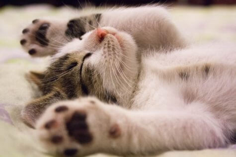 Cute kitten sleeping