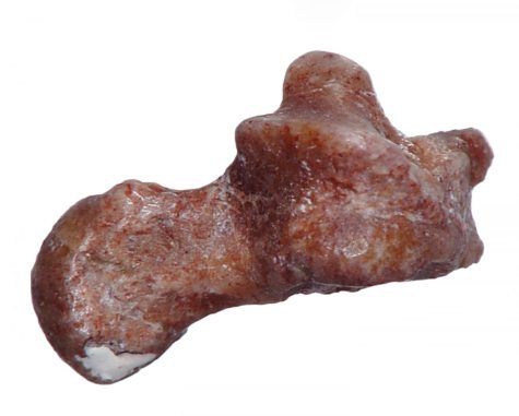 Ankle bone from prehuman primate