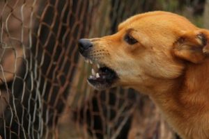 Angry dog