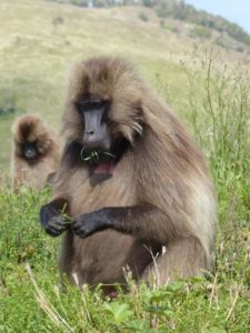 Gelada Monkey
