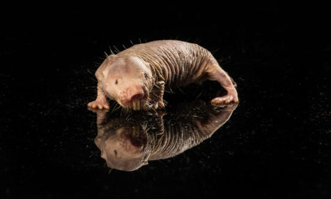 Naked mole rat