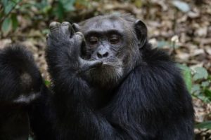 Chimpanzee