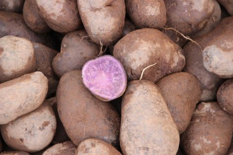 purple-potatoes-2743637_640