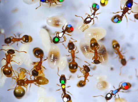 Lazy ants study