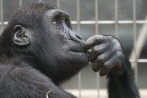 Chimpanzee