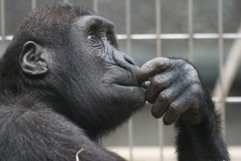 Chimpanzee