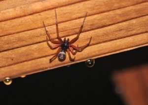 Brown widow spider