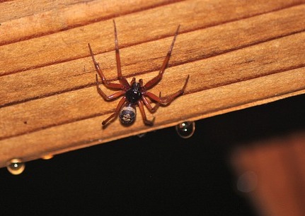 Brown widow spider