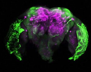 Mosquito brain