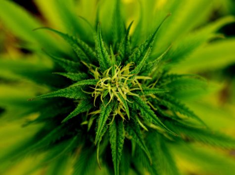 Marijuana plant