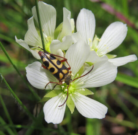 Flower beetle on Flytrap