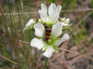Checkered beetle on a Venus flytrap blossom. 