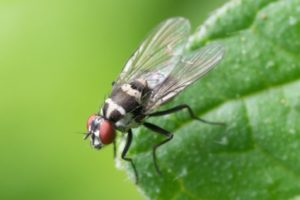 Fly on a leaf