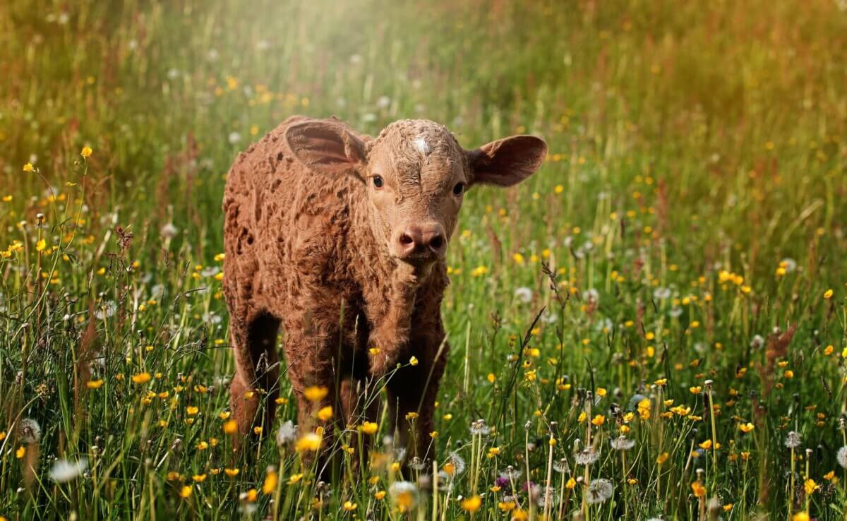 agriculture-animal-calf-34531