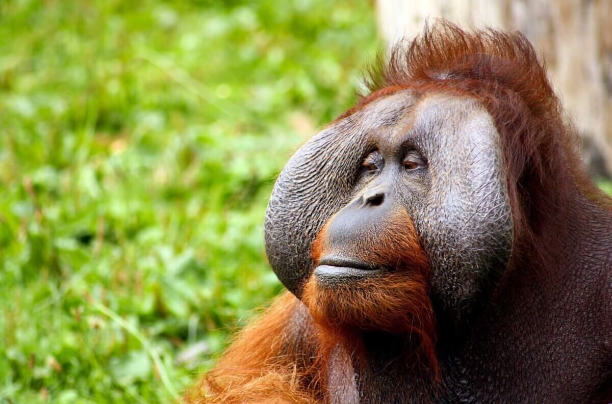 animal-ape-calm-52530