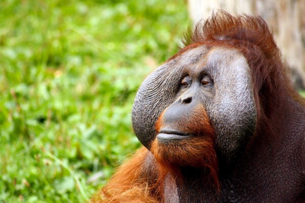 Orangutan