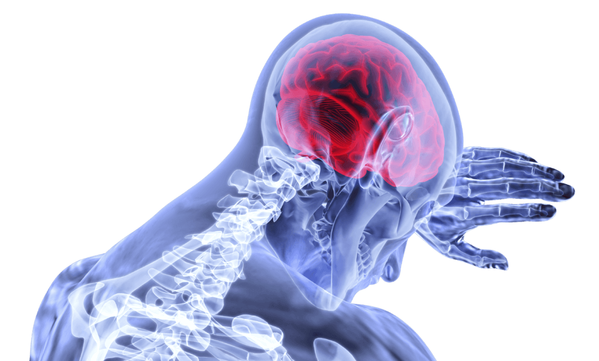 brain-3168269