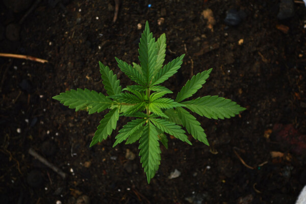 Cannabis, marijuana leaf