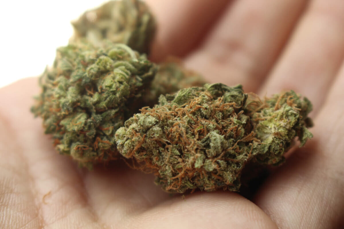 weed-2517251