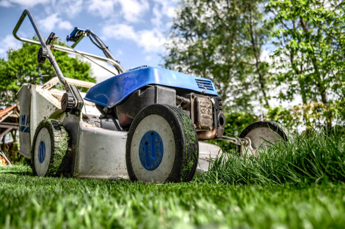 garden-gardening-grass-589