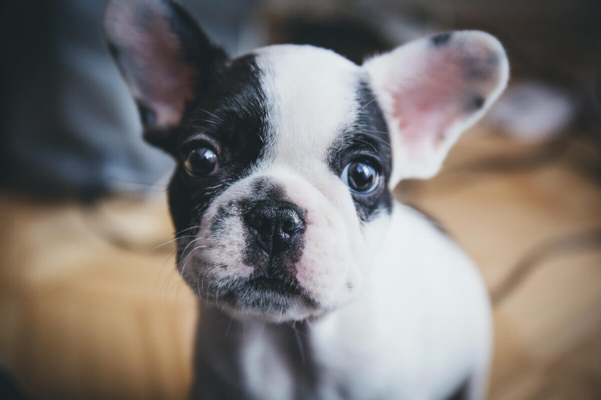 animal-dog-pet-14644