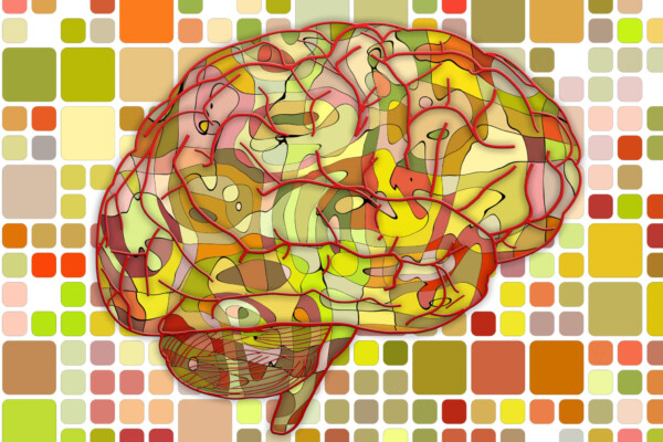 Brain