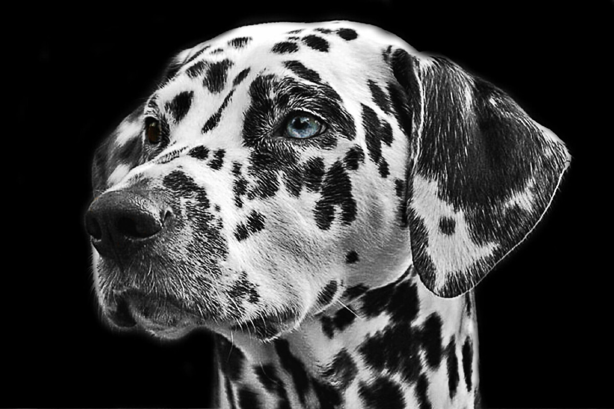 animal-dalmatian-dog-36436