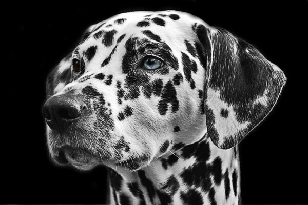 Dalmation