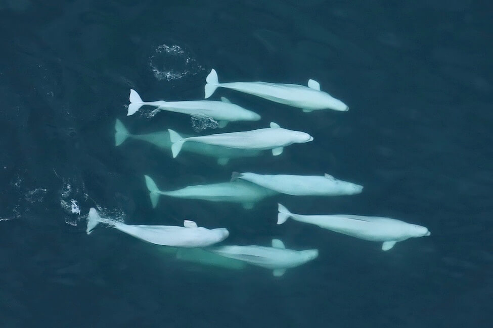 beluga-whales-lisa-barry-newsdesk