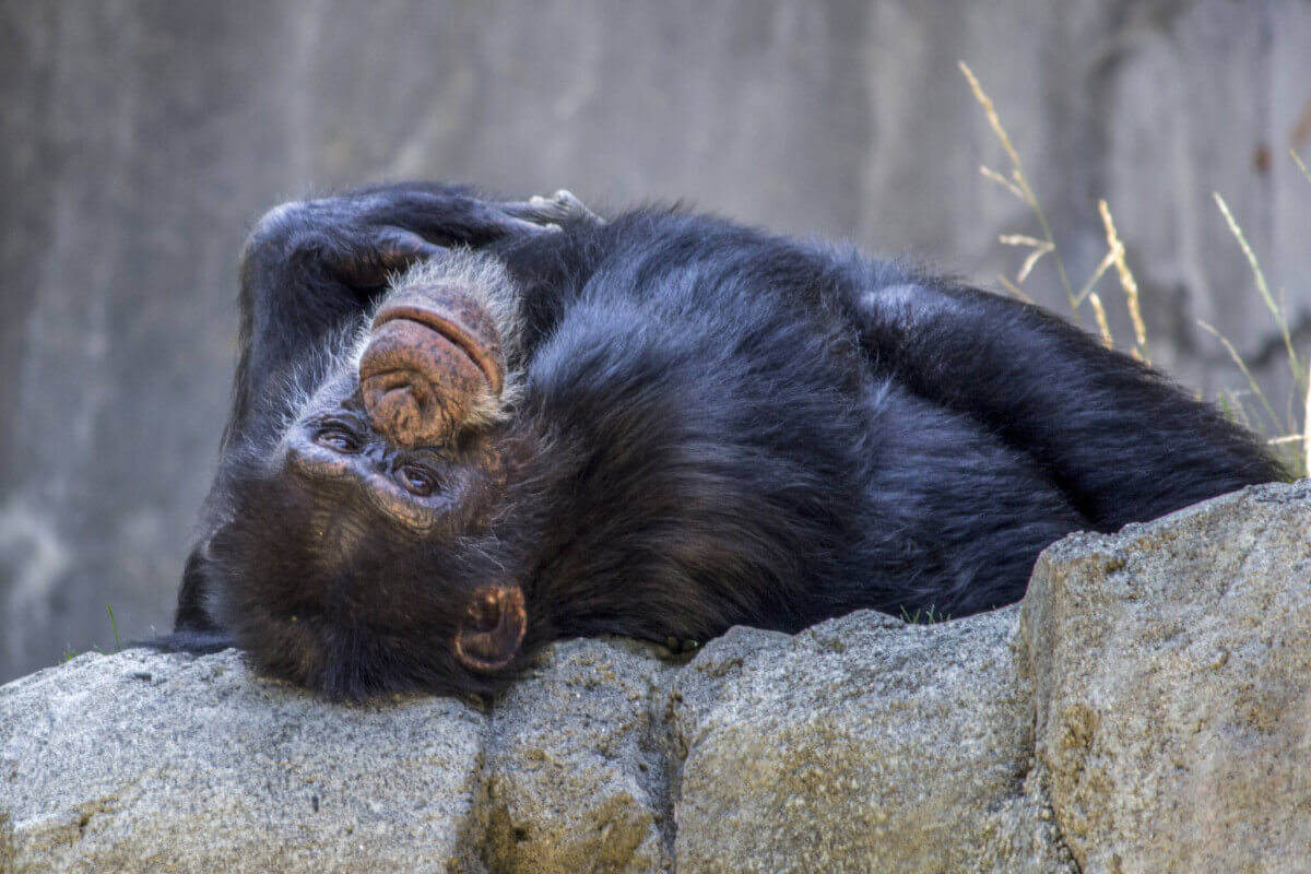 chimpanzee-1733604