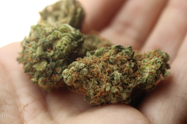 Person holding marijuana