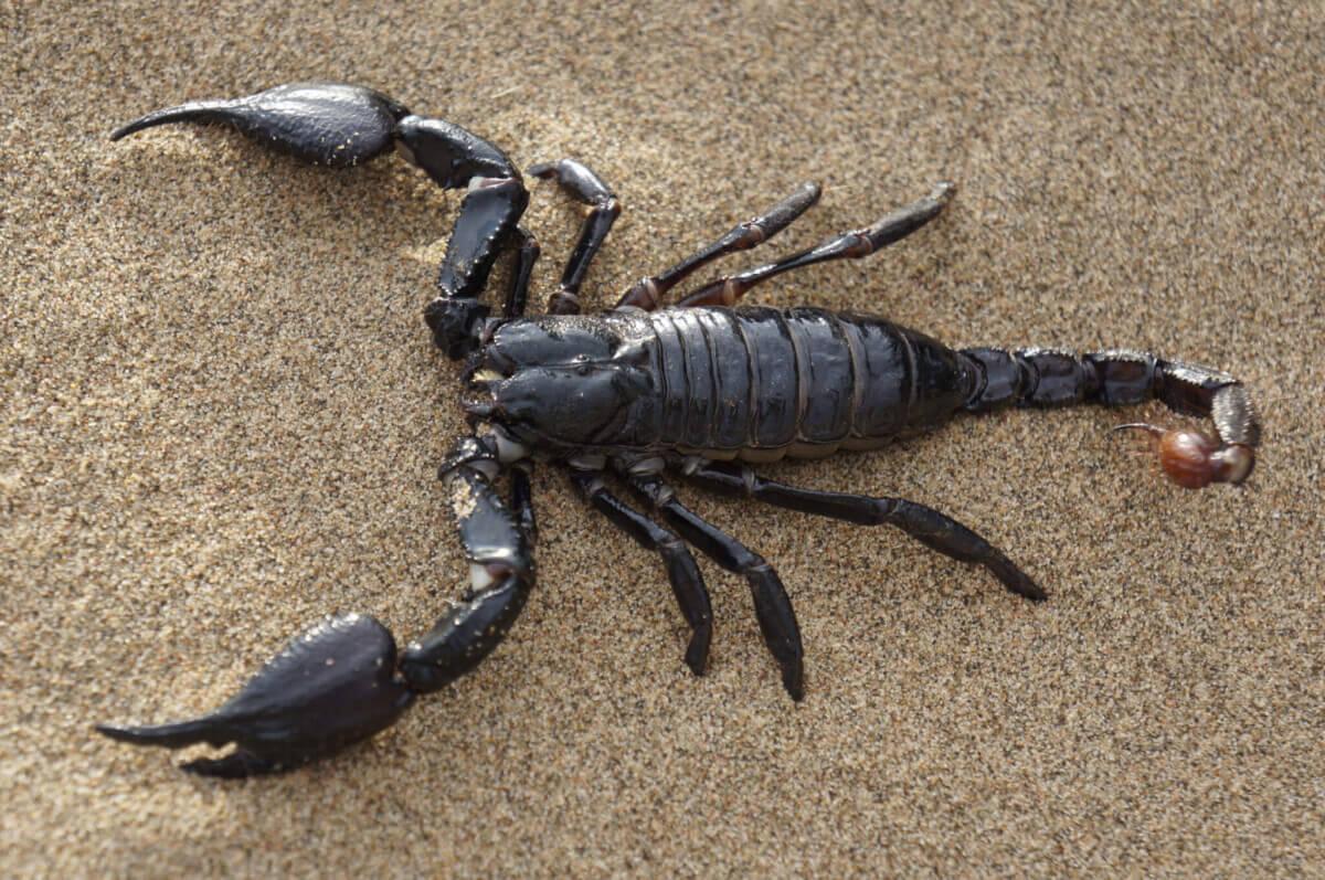 scorpion-651142