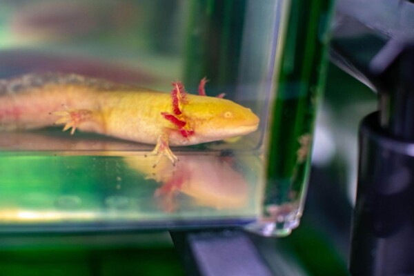 The axolotl salamander