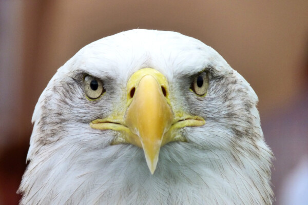 Eagle