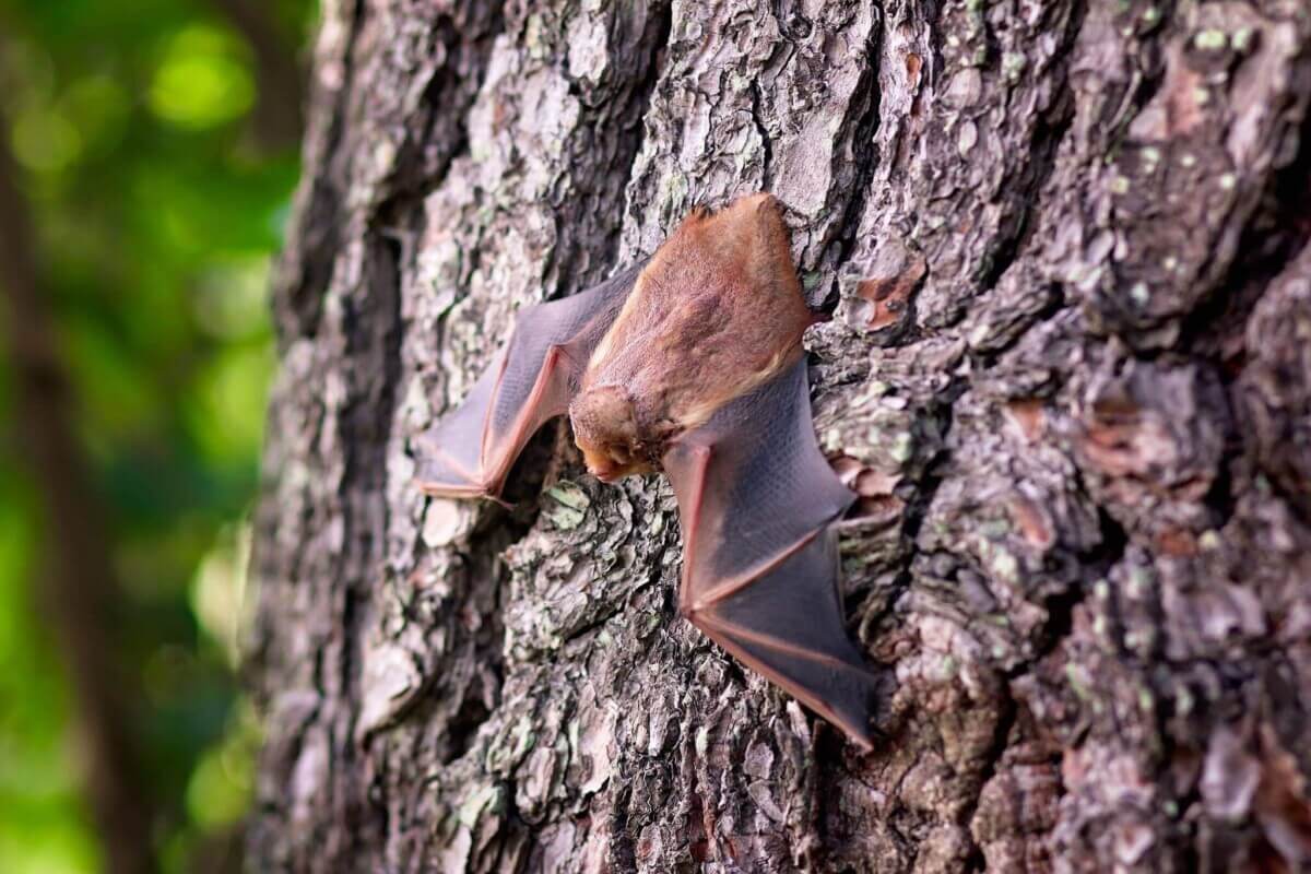 bat-1695186