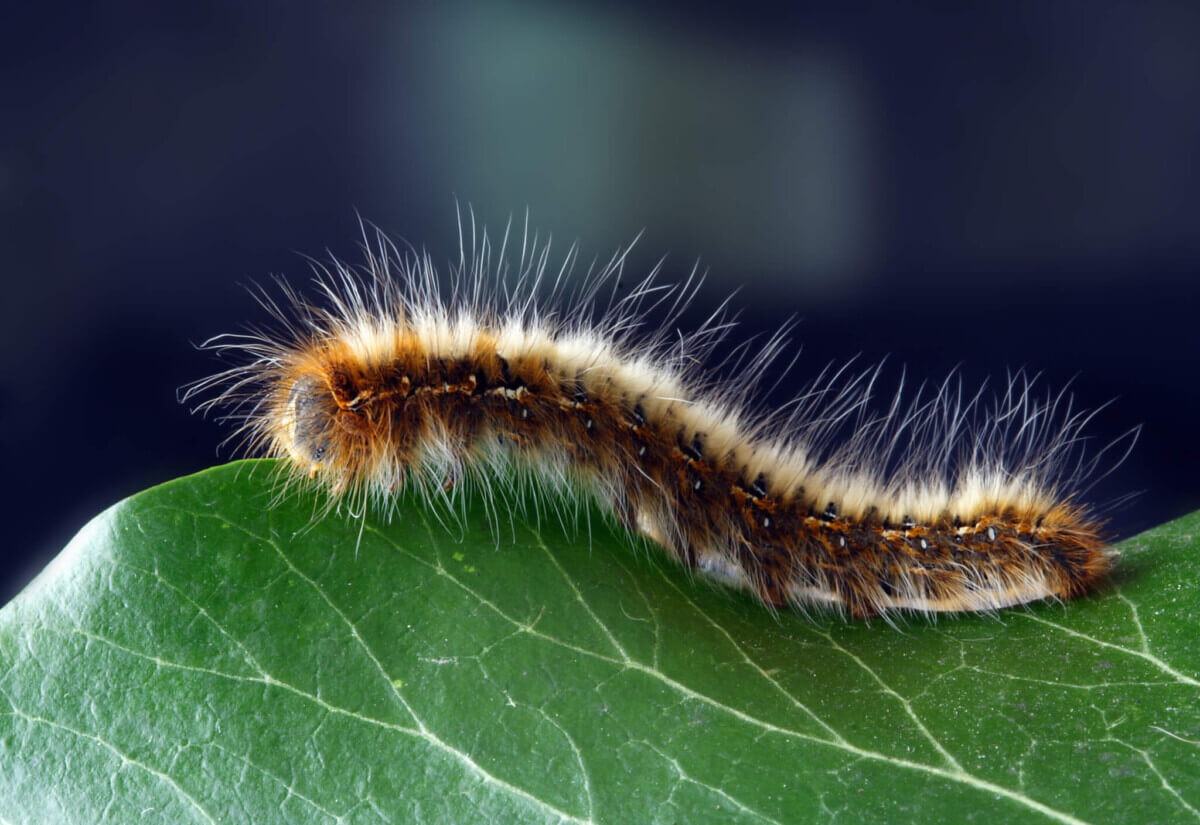 caterpillar-close-up-hairy-219938