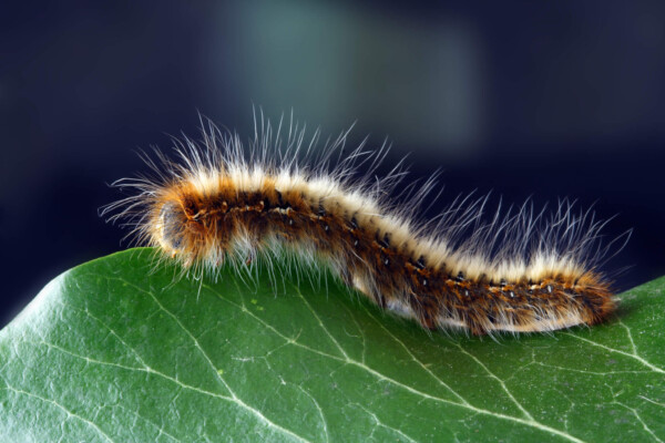 Caterpillar on leaf