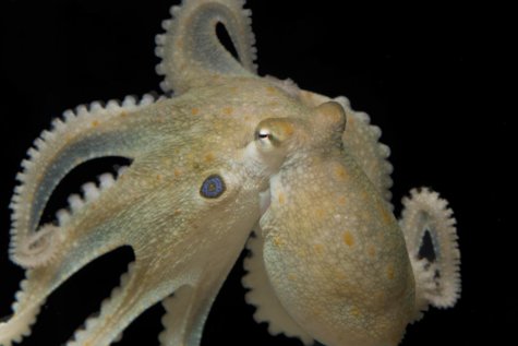 Two-spot octopus
