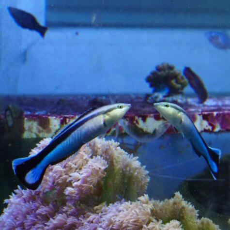 Cleaner wrasse