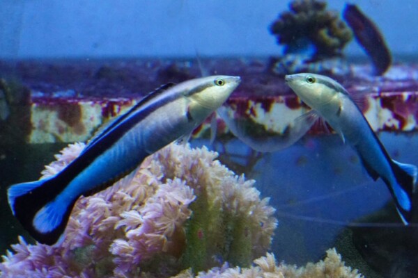 Cleaner wrasse