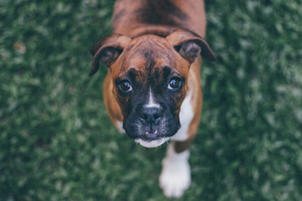 Boxer dog looking at camera