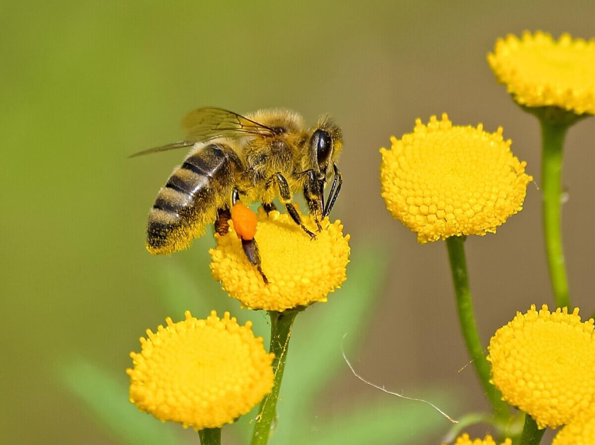 animal-bee-bloom-460961
