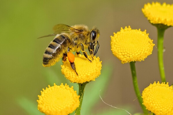 Bee on a flower