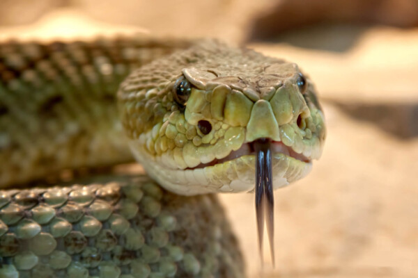 Rattlesnake face
