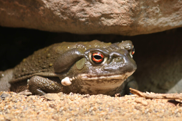 Colorado River toad