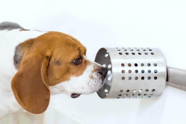 Dog sniffing out cancer