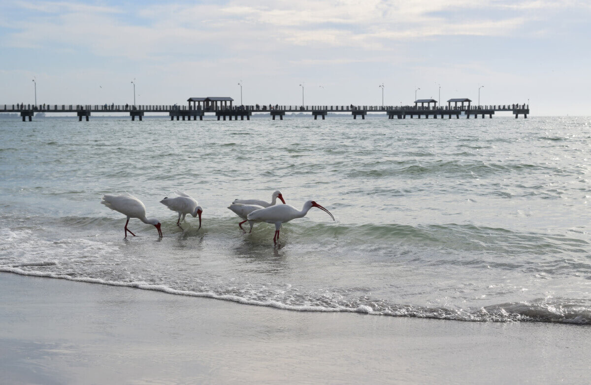 Shore birds on beach shoreline with pier in background in Florida.