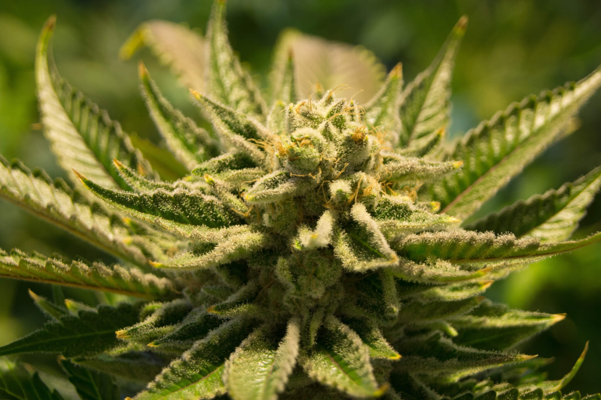 Cannabis, marijuana