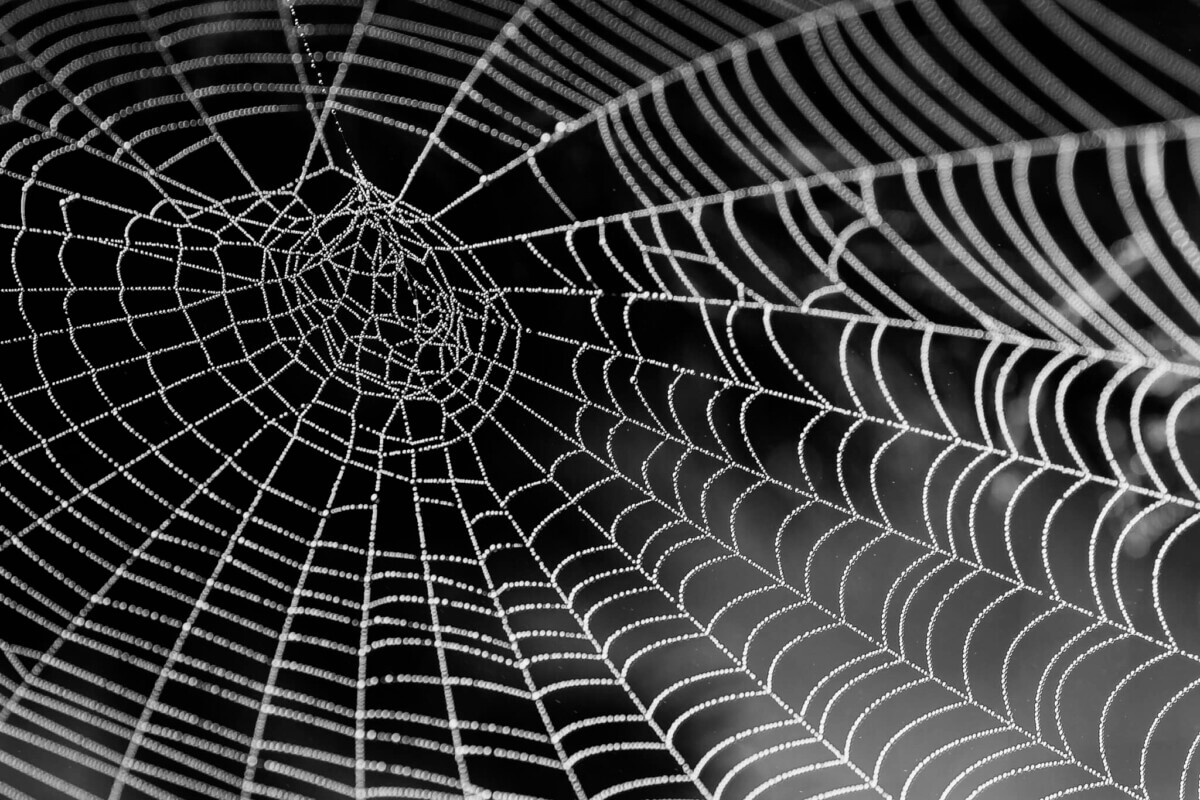 cobweb-921039