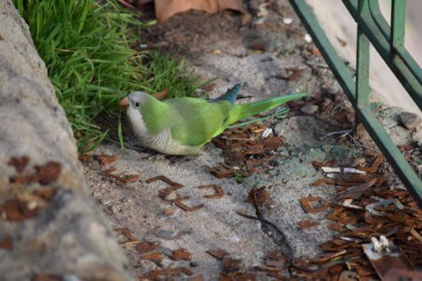Monk parakeet in Hyde Park, Chicago. 